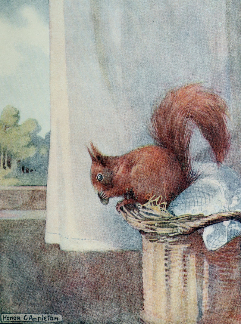 1914 First ED - How I Tamed the Wild Squirrels illustrated by Honor C. Appleton