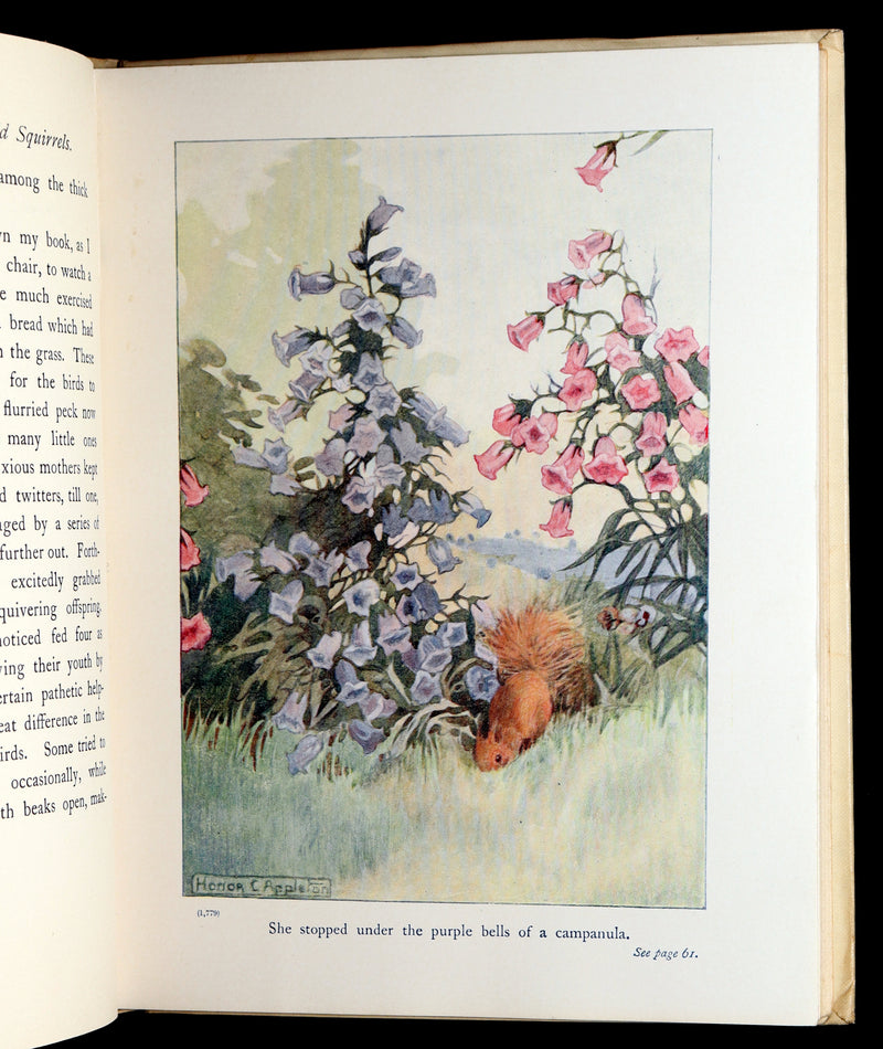 1914 First ED - How I Tamed the Wild Squirrels illustrated by Honor C. Appleton