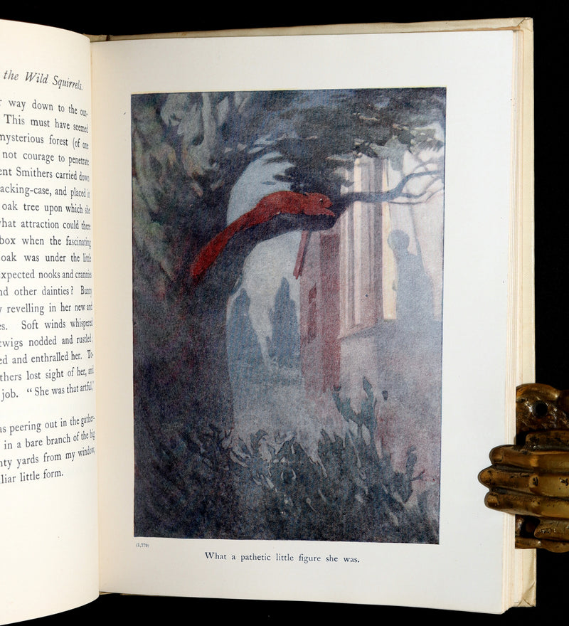 1914 First ED - How I Tamed the Wild Squirrels illustrated by Honor C. Appleton