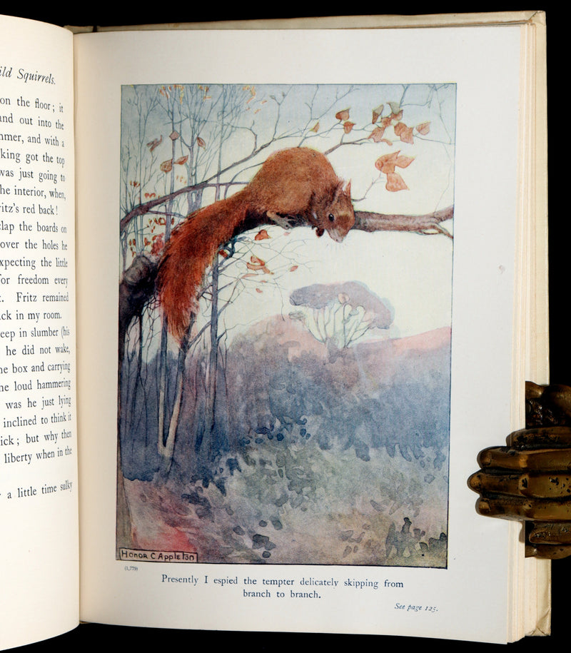 1914 First ED - How I Tamed the Wild Squirrels illustrated by Honor C. Appleton