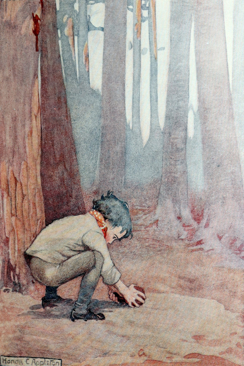 1914 First ED - How I Tamed the Wild Squirrels illustrated by Honor C. Appleton