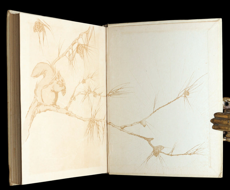 1914 First ED - How I Tamed the Wild Squirrels illustrated by Honor C. Appleton