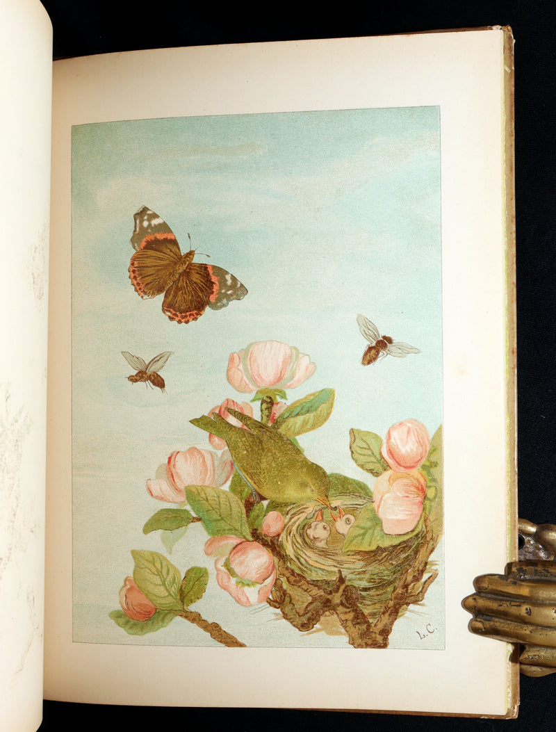 1882 Rare First Edition - Fly-Away Fairies and Baby-Blossoms by L. Clarkson