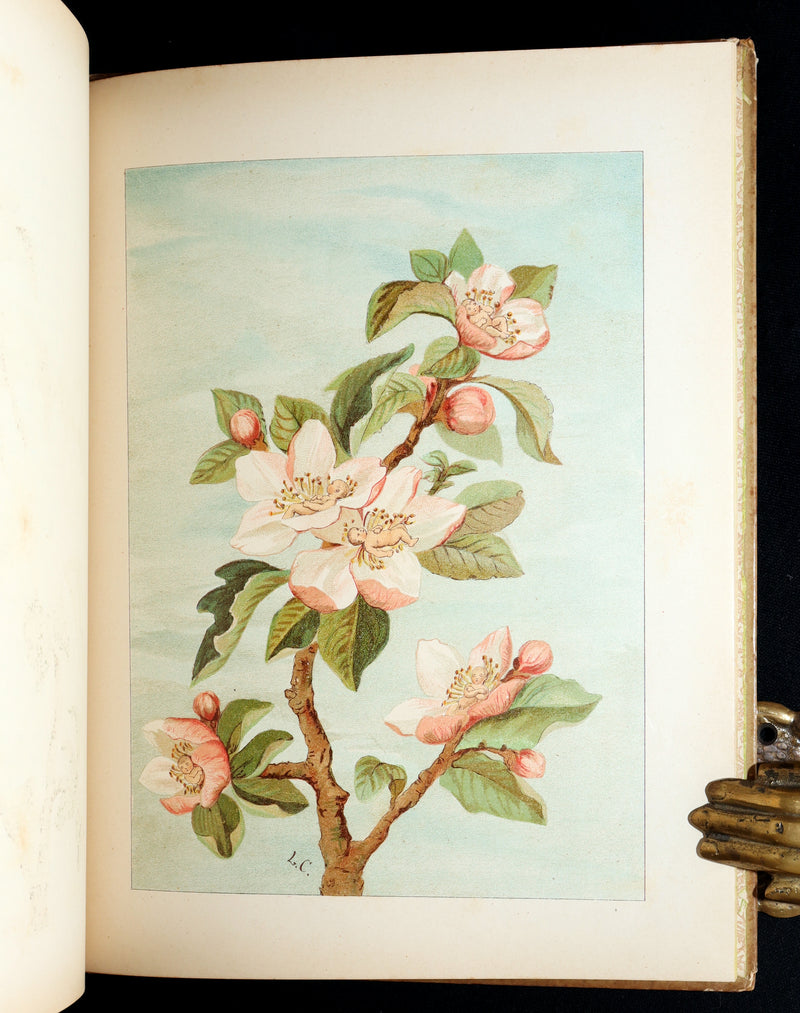 1882 Rare First Edition - Fly-Away Fairies and Baby-Blossoms by L. Clarkson