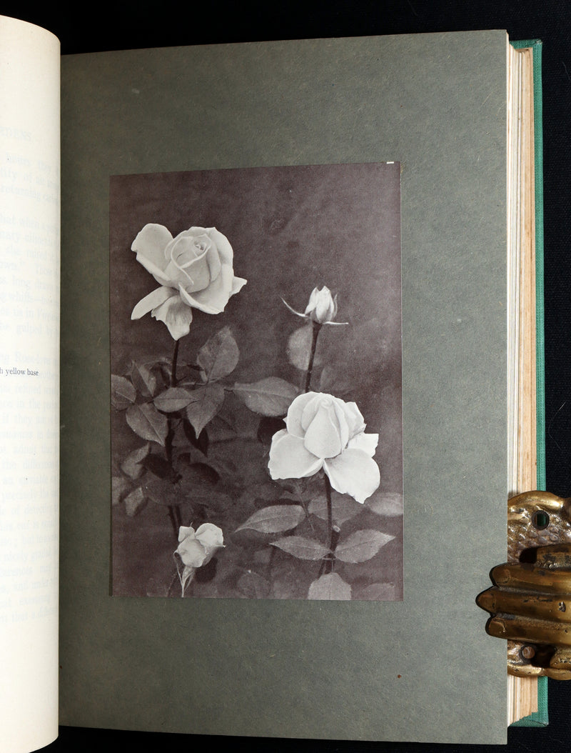 1914 Rare Book - Roses and Rose Gardens by Walter P. Wright, Illustrated