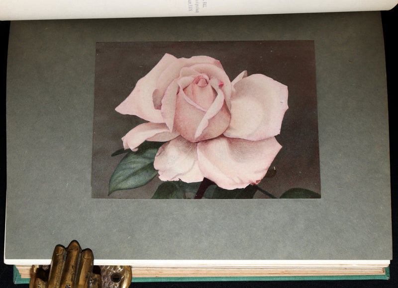1914 Rare Book - Roses and Rose Gardens by Walter P. Wright, Illustrated
