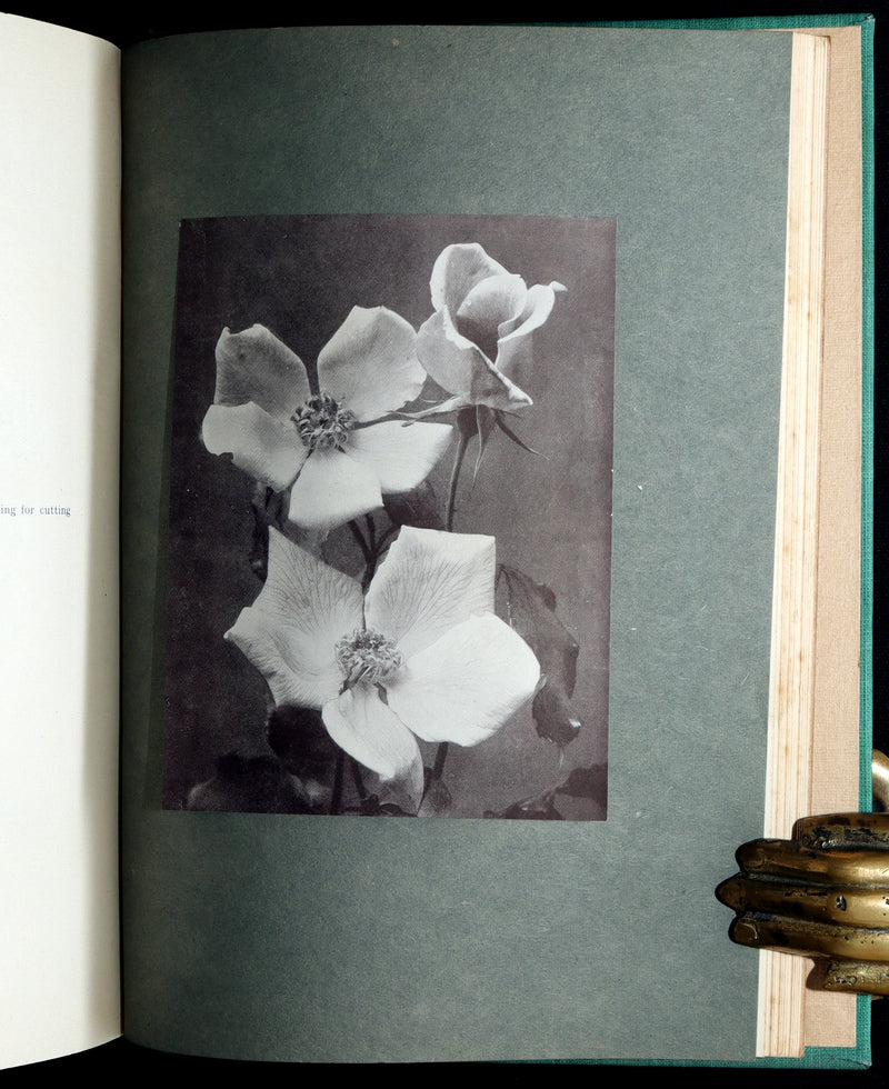 1914 Rare Book - Roses and Rose Gardens by Walter P. Wright, Illustrated