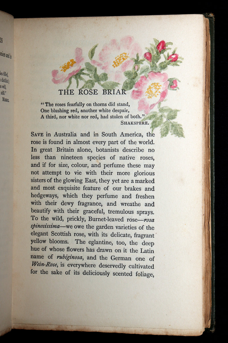 1898 First Edition, Unique Hand-Illuminated - Flower Favourites by Lizzie Deas