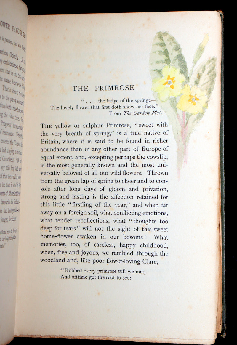1898 First Edition, Unique Hand-Illuminated - Flower Favourites by Lizzie Deas
