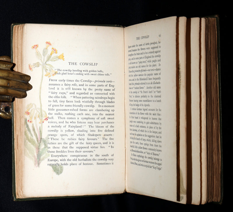 1898 First Edition, Unique Hand-Illuminated - Flower Favourites by Lizzie Deas