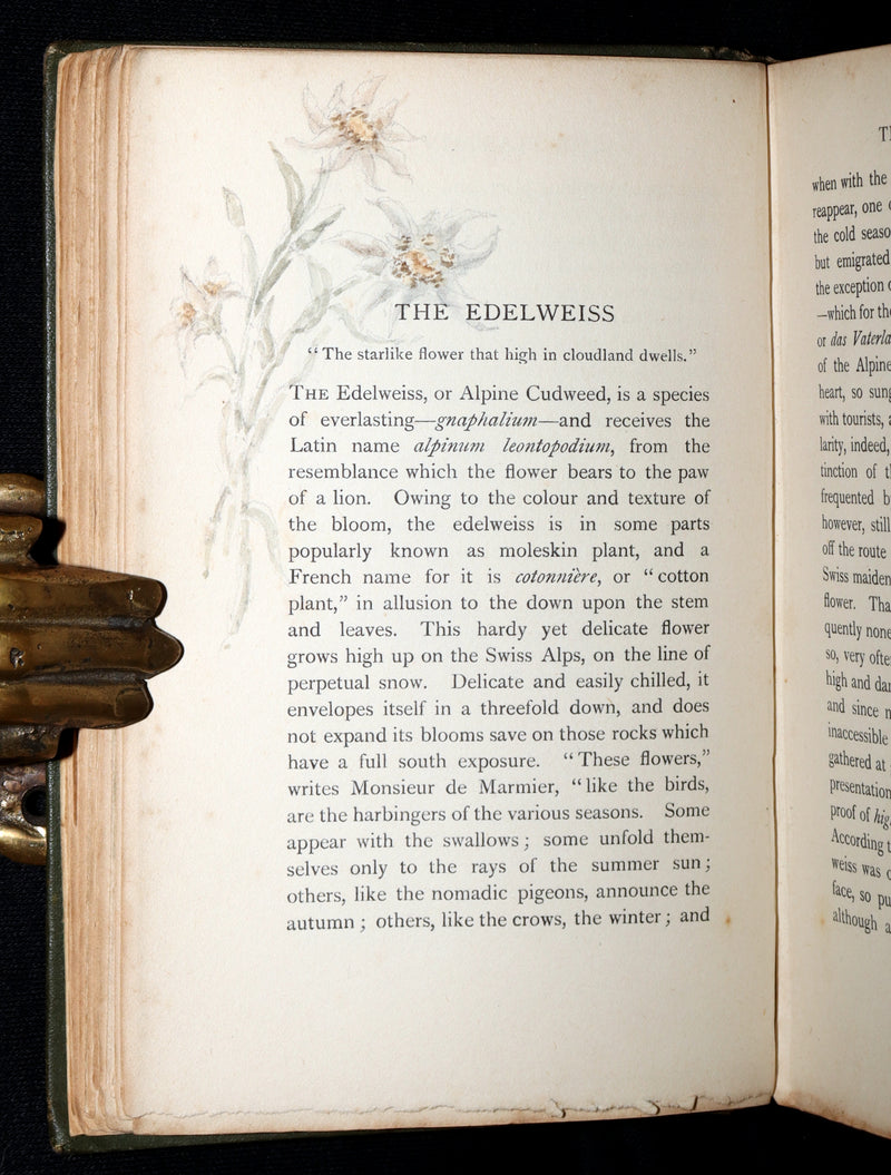 1898 First Edition, Unique Hand-Illuminated - Flower Favourites by Lizzie Deas