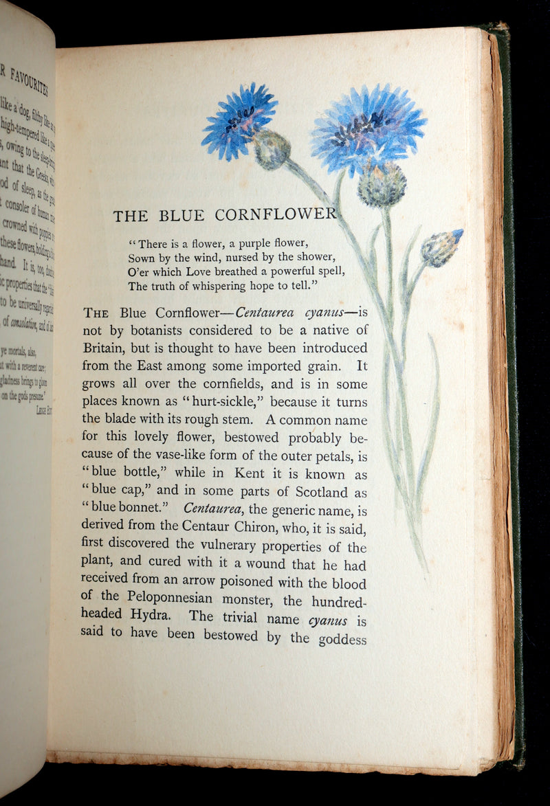 1898 First Edition, Unique Hand-Illuminated - Flower Favourites by Lizzie Deas