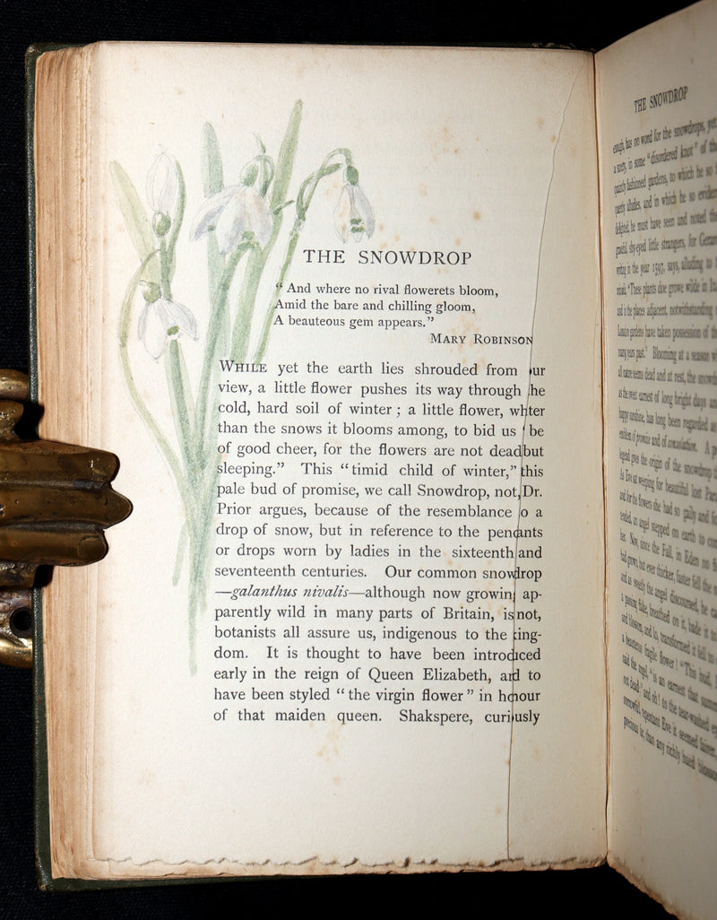 1898 First Edition, Unique Hand-Illuminated - Flower Favourites by Lizzie Deas