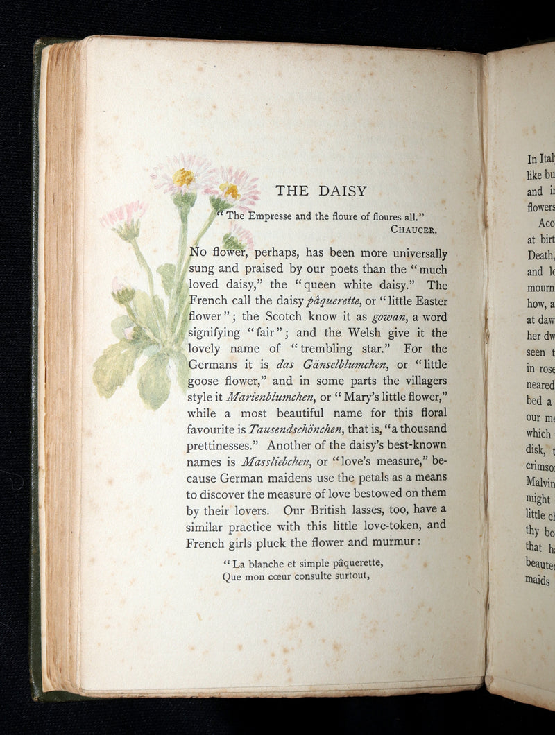 1898 First Edition, Unique Hand-Illuminated - Flower Favourites by Lizzie Deas