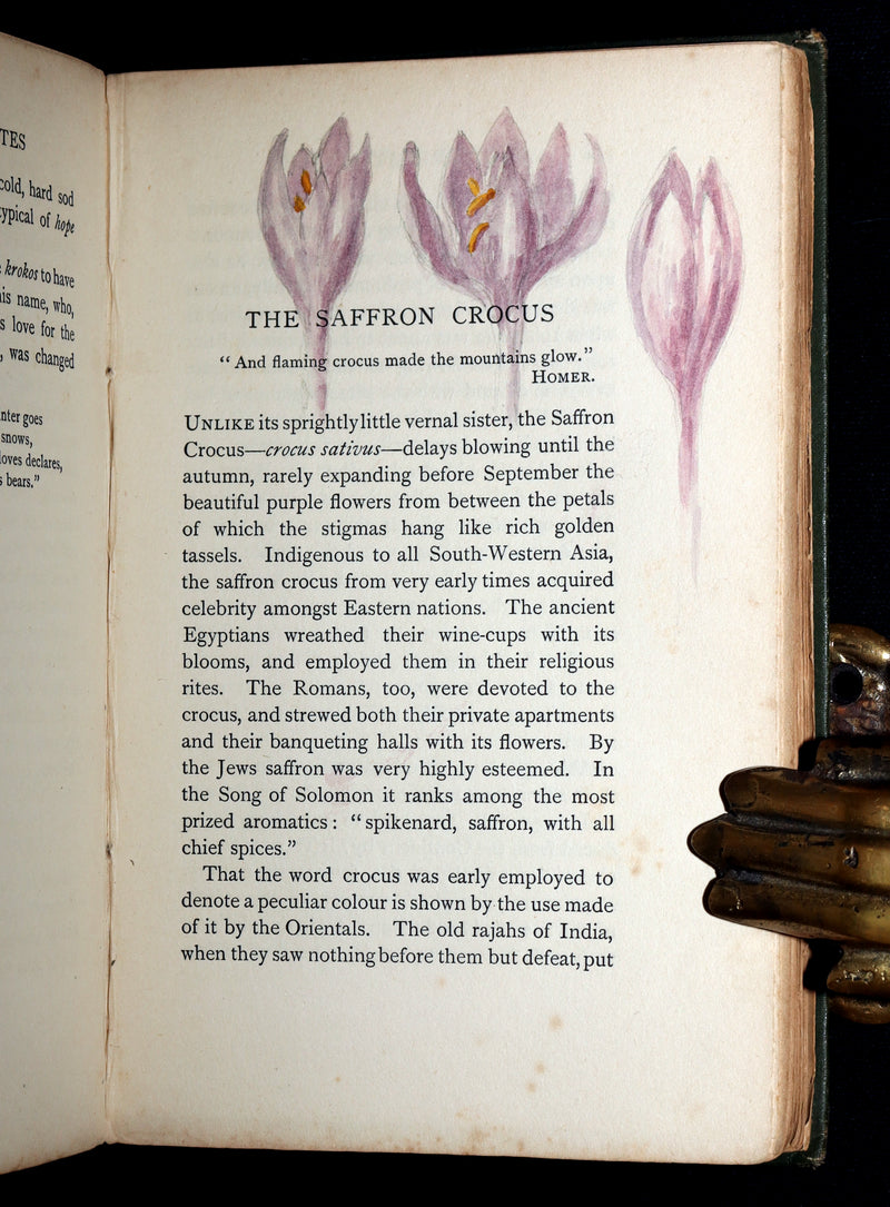 1898 First Edition, Unique Hand-Illuminated - Flower Favourites by Lizzie Deas