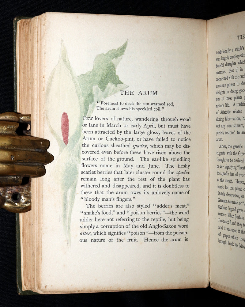 1898 First Edition, Unique Hand-Illuminated - Flower Favourites by Lizzie Deas