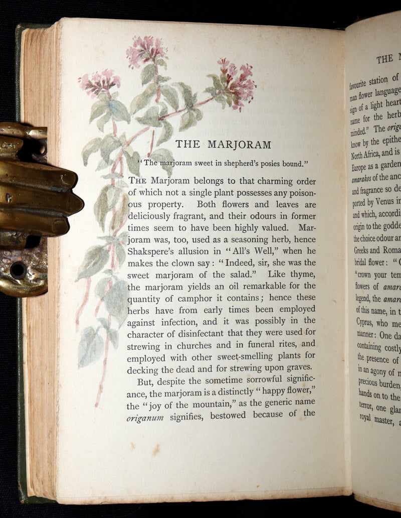 1898 First Edition, Unique Hand-Illuminated - Flower Favourites by Lizzie Deas