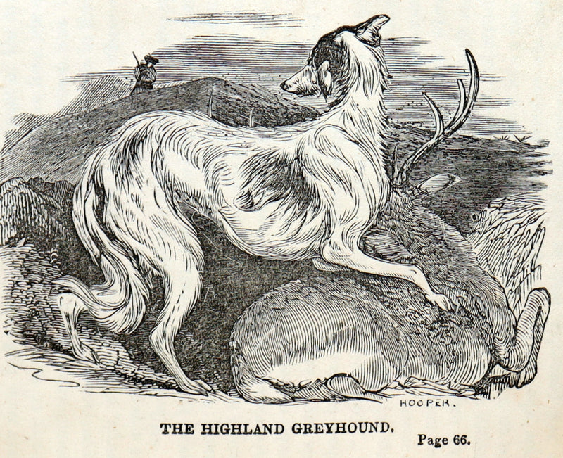 1850 Scarce Book - Stories About Dogs by Thomas Bingley and Thomas Landseer