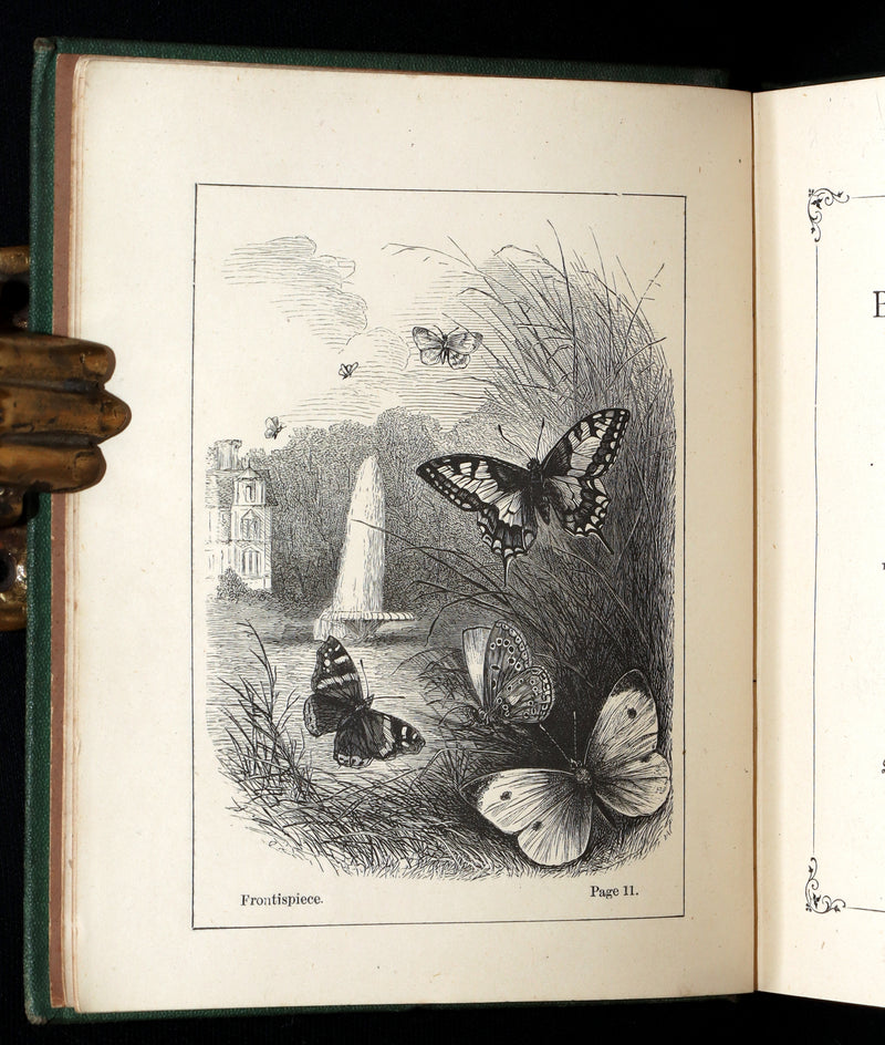 1873 Scarce Victorian Book - Butterflies and Fairies by Mary Albert, Illustrated