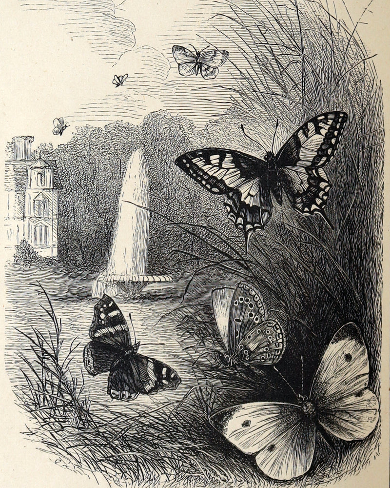 1873 Scarce Victorian Book - Butterflies and Fairies by Mary Albert, Illustrated