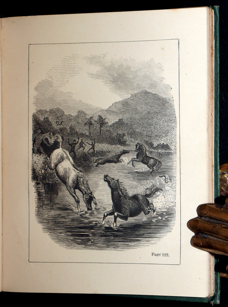 1873 Scarce Victorian Book - Butterflies and Fairies by Mary Albert, Illustrated