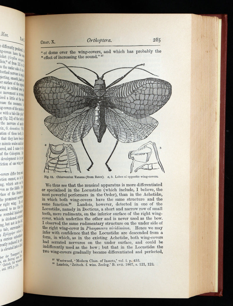 1892 The Descent of Man – Charles Darwin Rare Edition