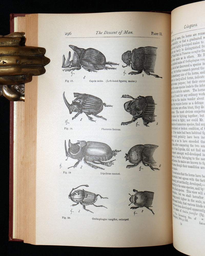1892 The Descent of Man – Charles Darwin Rare Edition