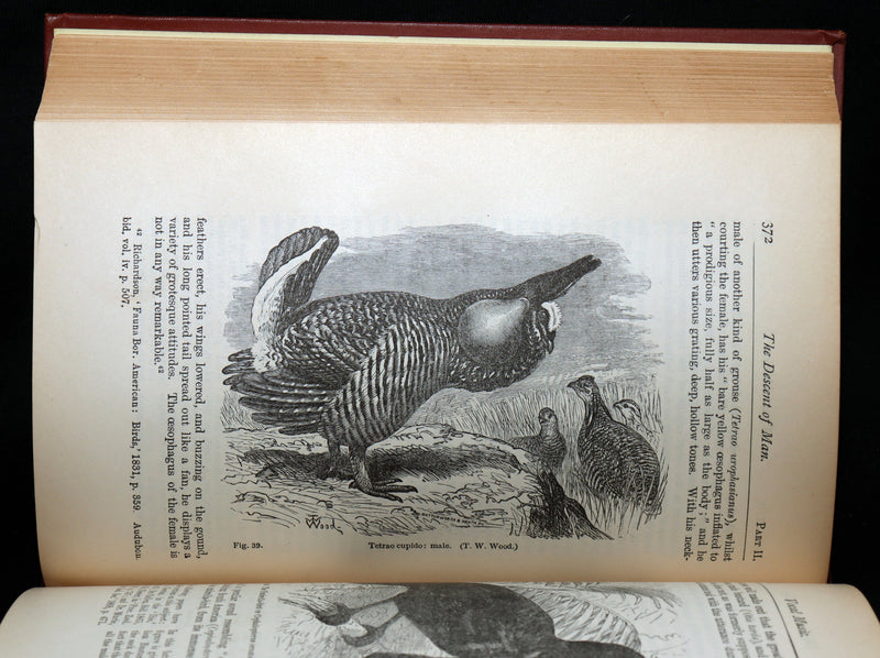 1892 The Descent of Man – Charles Darwin Rare Edition