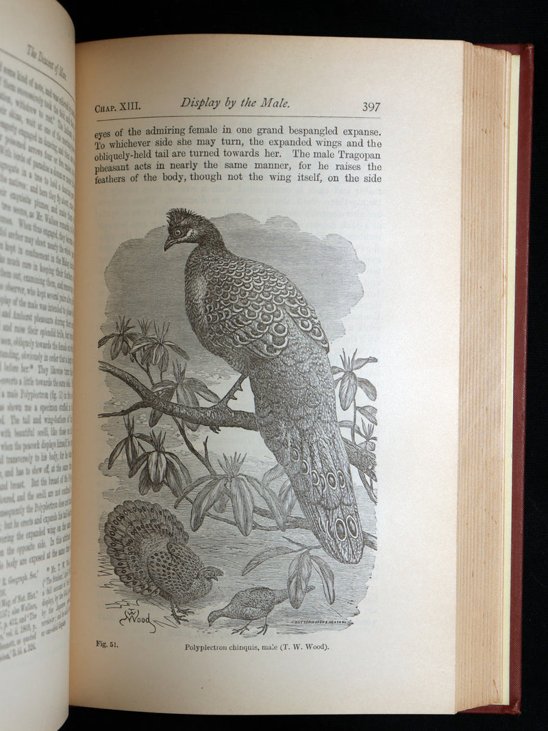 1892 The Descent of Man – Charles Darwin Rare Edition