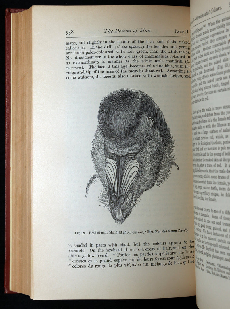 1892 The Descent of Man – Charles Darwin Rare Edition