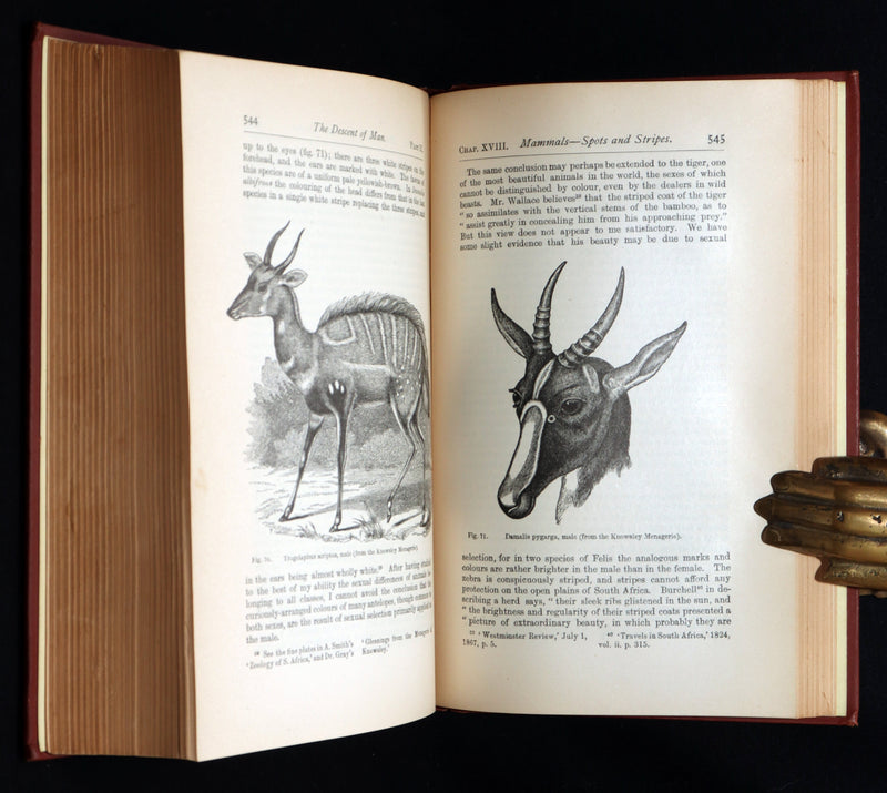 1892 The Descent of Man – Charles Darwin Rare Edition