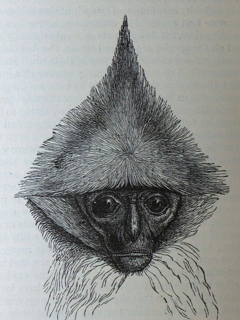 1892 The Descent of Man – Charles Darwin Rare Edition