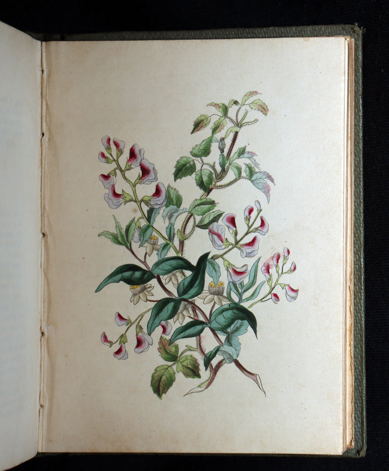 1838 Rare Book - The Sentiment of Flowers; or, Language of Flora, Illustrated