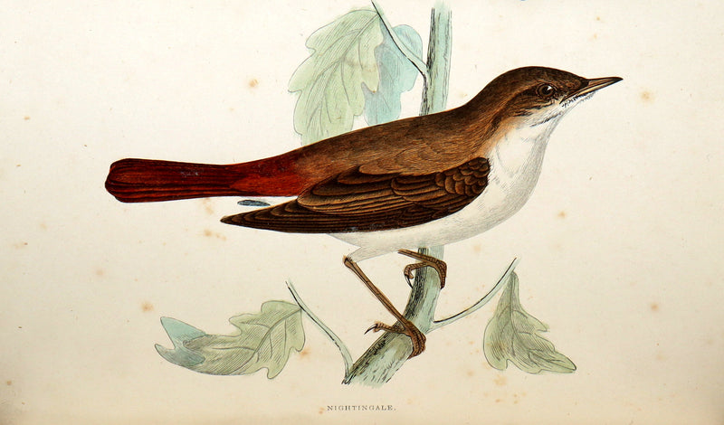 1887 Rare Book - Favourite Song Birds by H. G. Adams, Color Illustrated