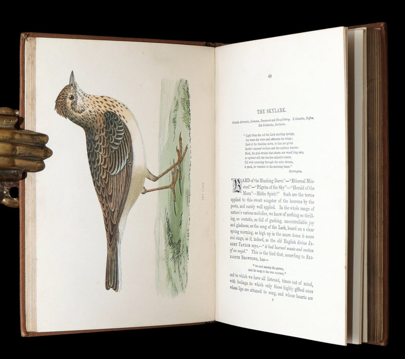 1887 Rare Book - Favourite Song Birds by H. G. Adams, Color Illustrated