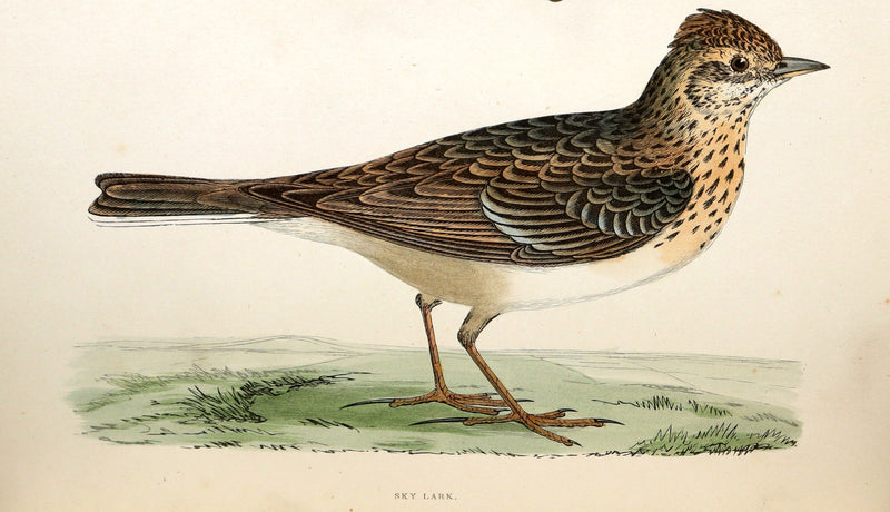 1887 Rare Book - Favourite Song Birds by H. G. Adams, Color Illustrated