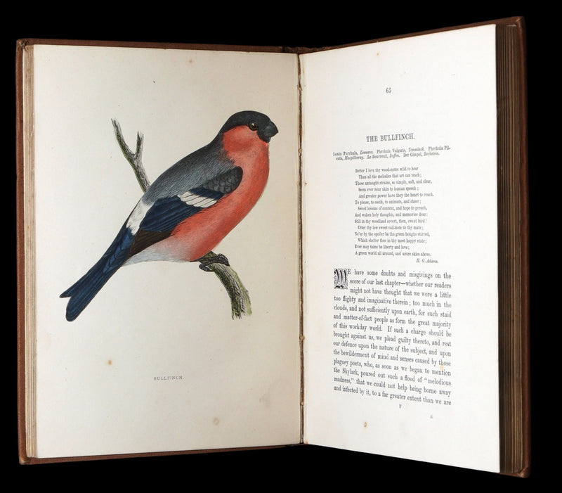 1887 Rare Book - Favourite Song Birds by H. G. Adams, Color Illustrated