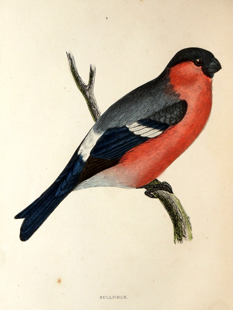 1887 Rare Book - Favourite Song Birds by H. G. Adams, Color Illustrated