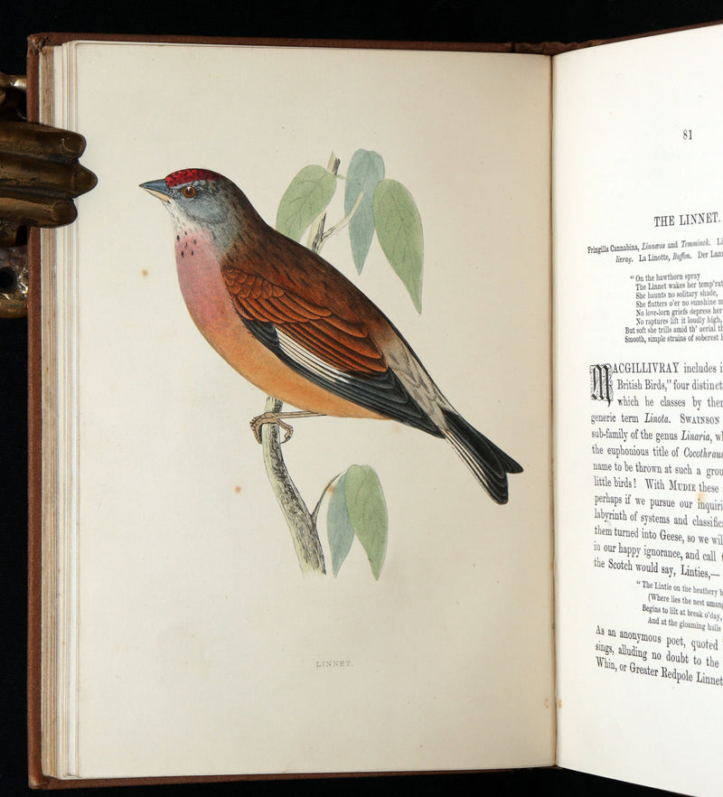1887 Rare Book - Favourite Song Birds by H. G. Adams, Color Illustrated