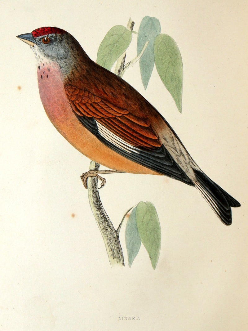 1887 Rare Book - Favourite Song Birds by H. G. Adams, Color Illustrated