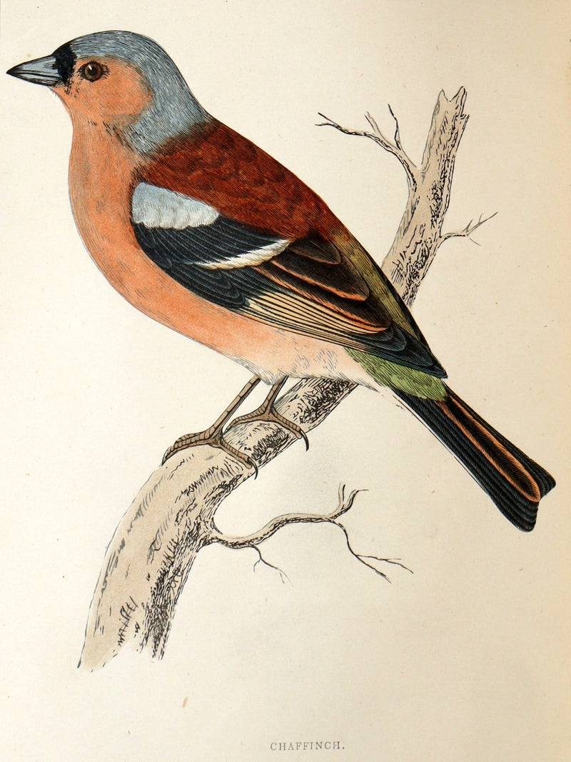 1887 Rare Book - Favourite Song Birds by H. G. Adams, Color Illustrated