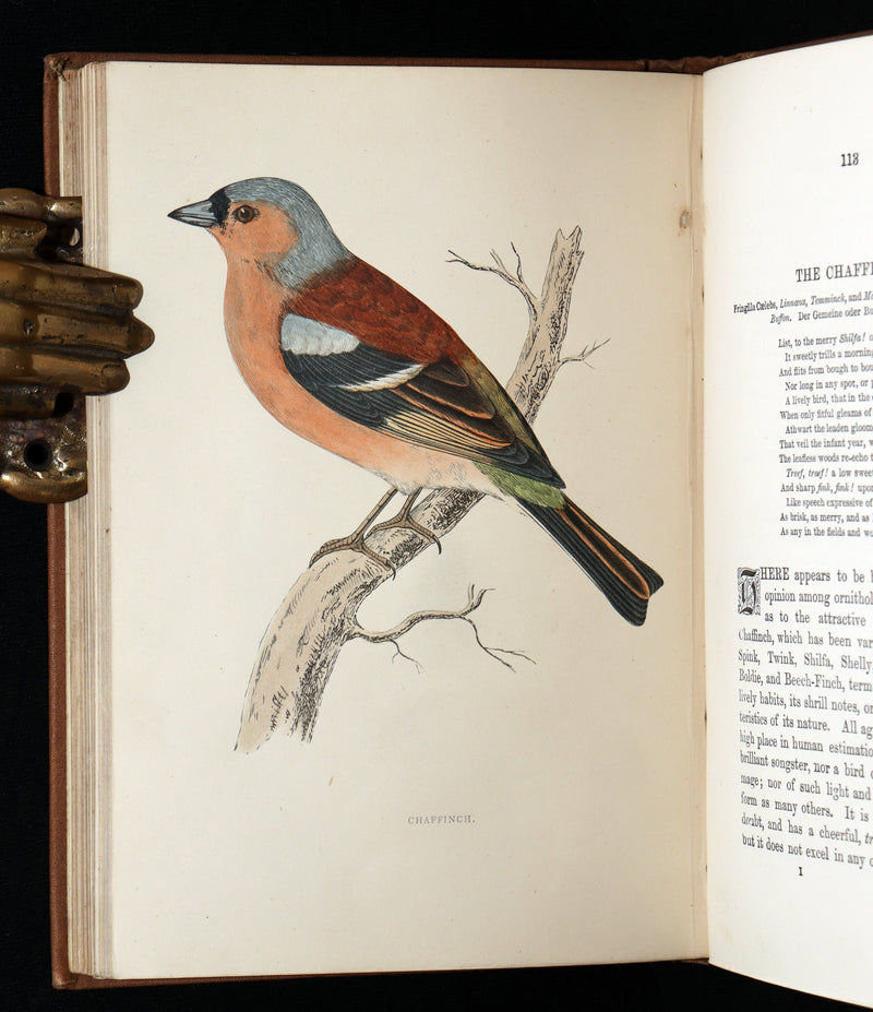 1887 Rare Book - Favourite Song Birds by H. G. Adams, Color Illustrated