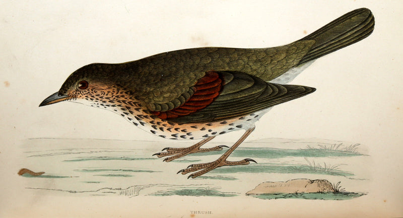 1887 Rare Book - Favourite Song Birds by H. G. Adams, Color Illustrated