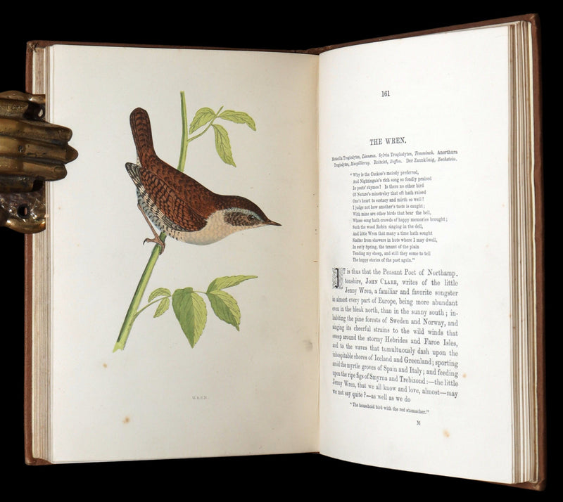 1887 Rare Book - Favourite Song Birds by H. G. Adams, Color Illustrated