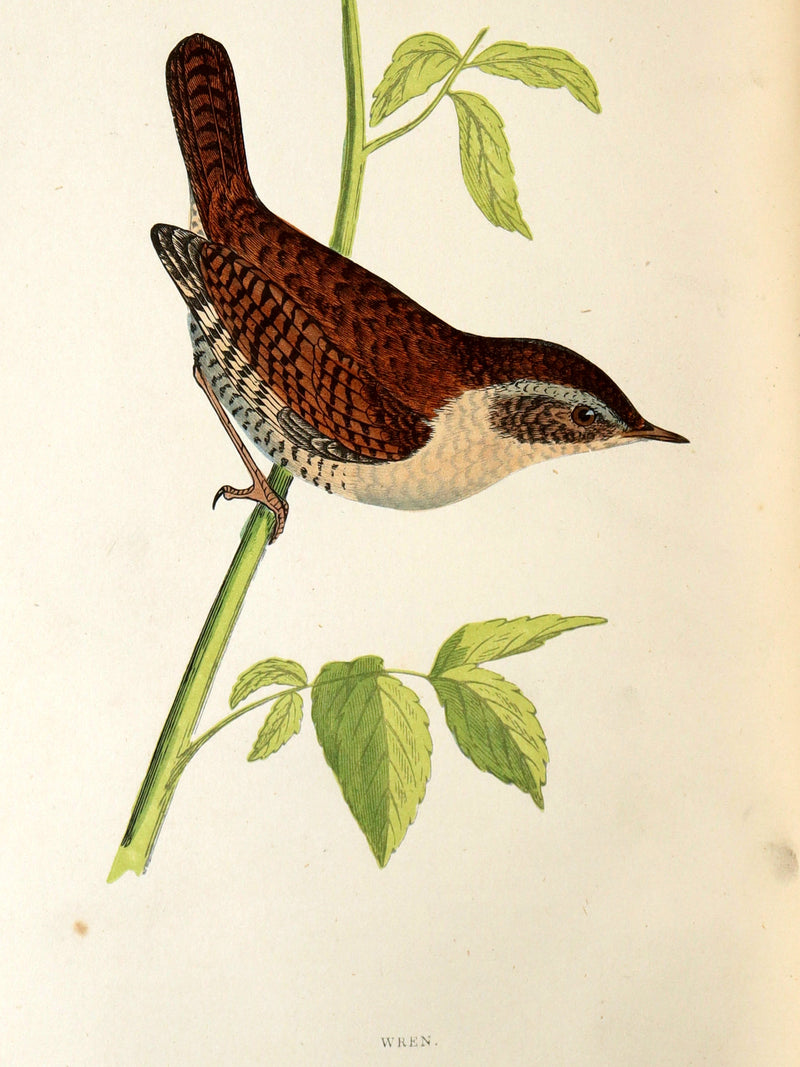 1887 Rare Book - Favourite Song Birds by H. G. Adams, Color Illustrated