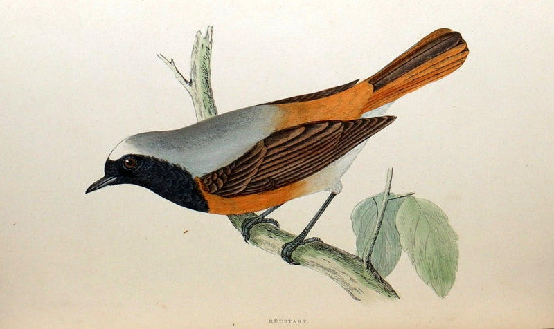 1887 Rare Book - Favourite Song Birds by H. G. Adams, Color Illustrated