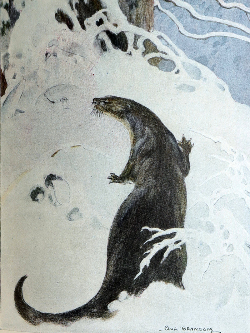 1913 First Edition by Paul BRANSOM - The Wind in the Willows by Kenneth Grahame
