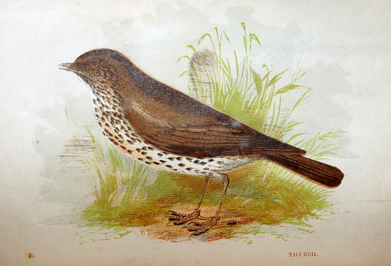 1857 Rare Ornithology Book ~ Our Native Songsters Illustrated by Anne Pratt