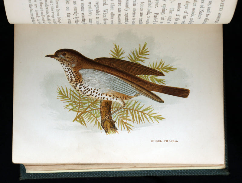 1857 Rare Ornithology Book ~ Our Native Songsters Illustrated by Anne Pratt