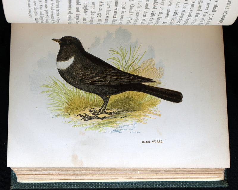 1857 Rare Ornithology Book ~ Our Native Songsters Illustrated by Anne Pratt
